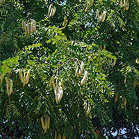 A thumbnail image of a Kentucky Coffeetree Tree