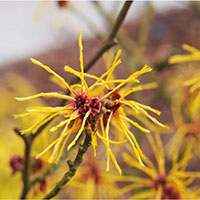 A thumbnail image of Witch-Hazel