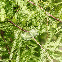 A thumbnail image of a Bald Cypress Tree