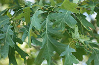 A thumbnail image of a Black Oak Tree