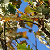 A thumbnail image of a Bur Oak Tree