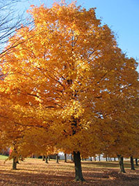 A thumbnail image of a Sugar Maple Tree