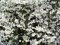 A thumbnail image of a White Flowering Dogwood