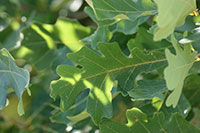 A thumbnail image of a White Oak Tree